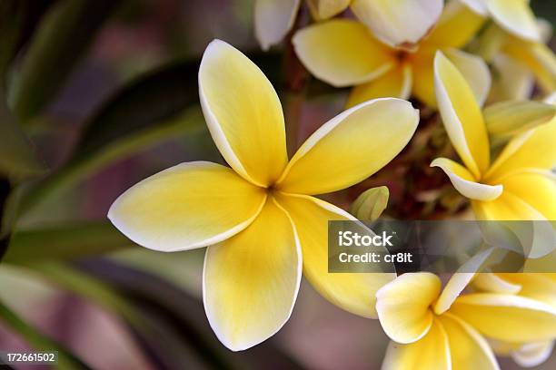 Plumeria フランジパニフラワーアゲインストbackfround 緑 - ハワイ諸島のストックフォトや画像を多数ご用意 - ハワイ諸島, プルメリア, ハワイ文化
