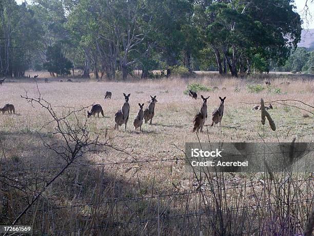 Roos Atrest - Fotografie stock e altre immagini di Canguro - Canguro, Mandria, Albero