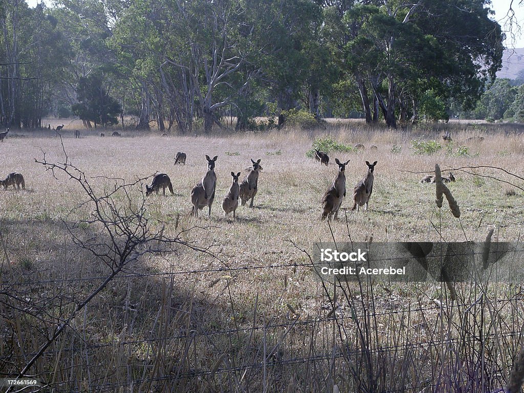 Roos em repouso - Royalty-free Canguru Foto de stock