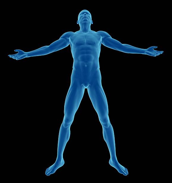 corpo humano de um homem de pé e firme - arms outstretched men anatomy front view imagens e fotografias de stock