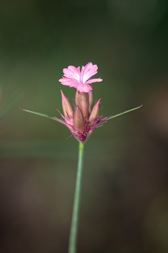 Dianthus alpinus is a species belonging to the Caryophyllaceae family