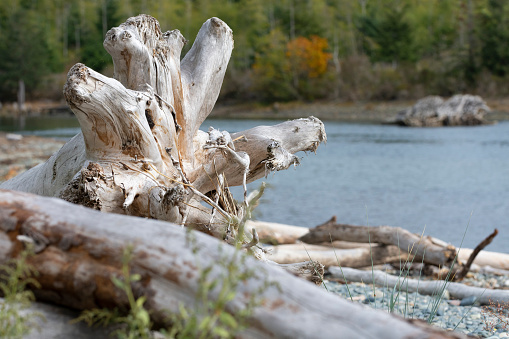 An image of a large piece of driftwood washed up on the shoreline of the Muir Beach on Vancouver Island.