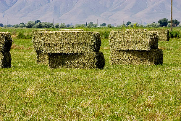 fieno, impilati bales di grandi dimensioni. - hay wheat bale stacking foto e immagini stock