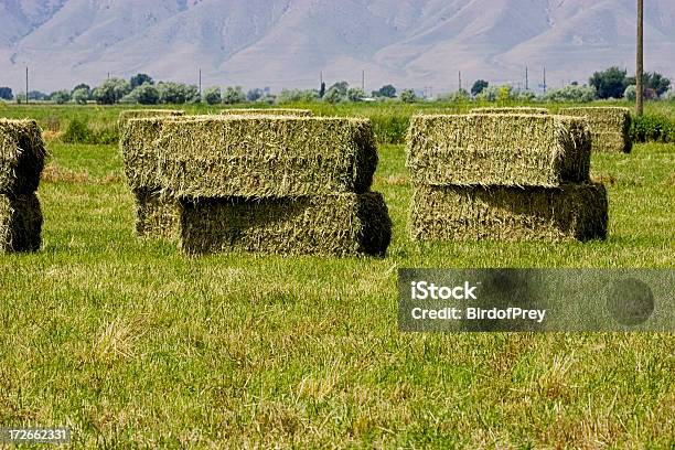 Fieno Impilati Bales Di Grandi Dimensioni - Fotografie stock e altre immagini di Alfalfa - Alfalfa, Fieno, Cavallo - Equino