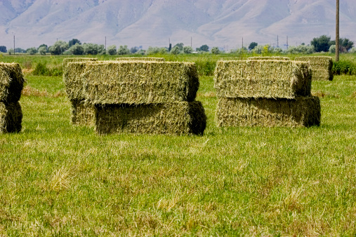 Bales of Hay Stacked up.