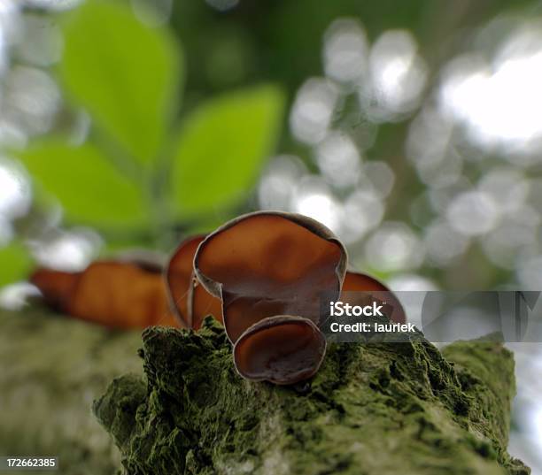 Judeu De Orelha Fungo - Fotografias de stock e mais imagens de Apodrecer - Apodrecer, Casca de árvore, Cogumelo