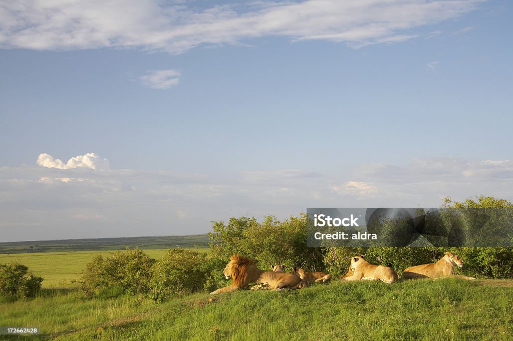 Famille de Lion - Photo de Lion libre de droits