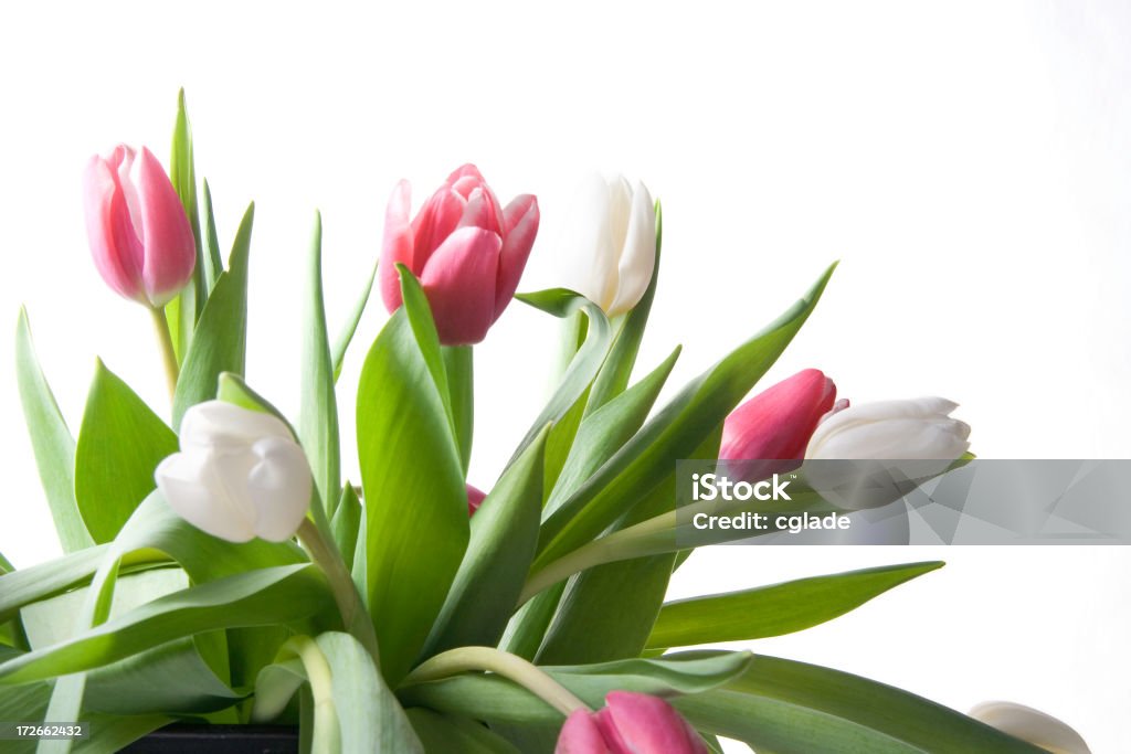 Rosa y blanco tulipanes - Foto de stock de Alegre libre de derechos