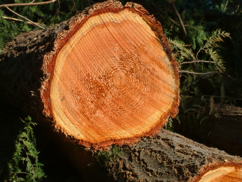 Cut tree