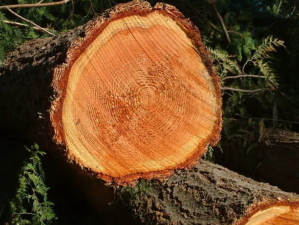 Rings of cut tree just logged