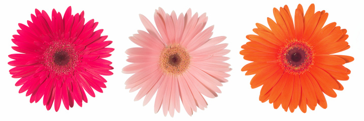 three different colored gerbera daisiesflowers lightbox