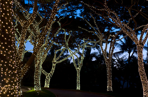 Trees with Christmas lights.For more like this: