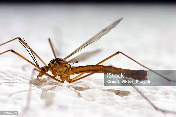 Mosquito Stock Photo - Download Image Now - Home Interior, Mosquito, Adult