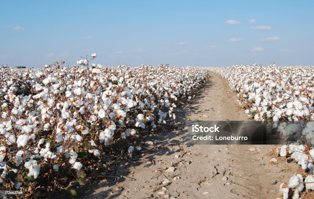 En coton - Photo de Champ libre de droits