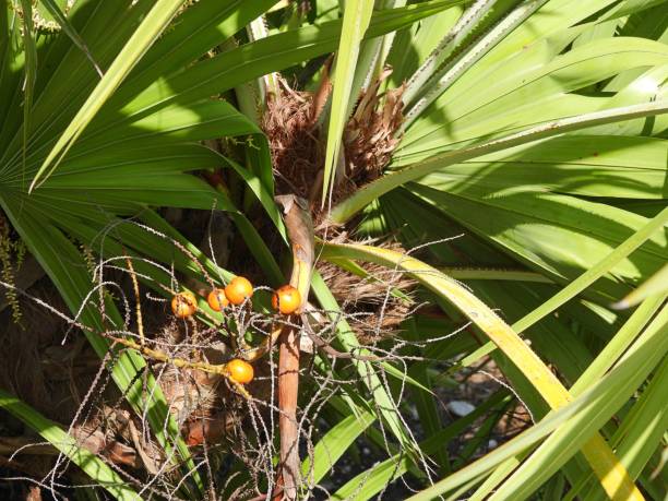 istock Saw Palmetto (Serenoa repens) with red berries 1726627897