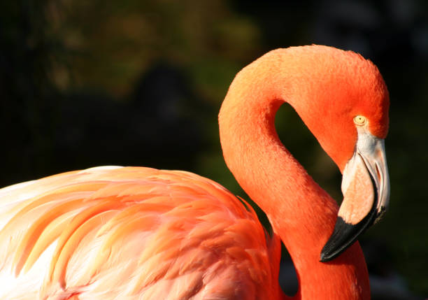 istock flamingo in vivid color 172662845
