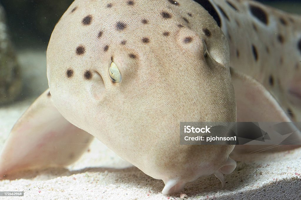 Epaulette shark face "Close-up of epaulette shark face.  Eyes closed with flash, great texture on skin." Shark Stock Photo