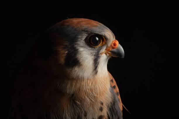 istock American Kestrel (Falco sparverius) Portrait 1726630105