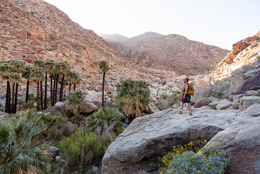 Bearded hiker carrying a backpack on his back in front of the Palm Canyon oasis at Anza Borego Desert in California USA