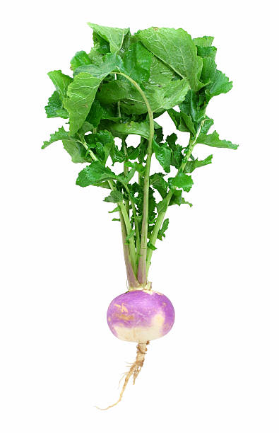 kohlrübe - turnip leaf vegetable green freshness stock-fotos und bilder