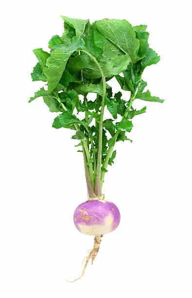 "A turnip, isolated on white."