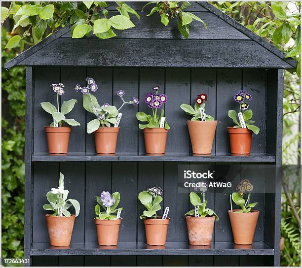 Auricula Theater Stock Photo - Download Image Now - Auricula, Stage Theater, Primula