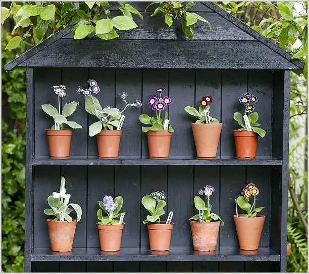 Display stand for auriculas