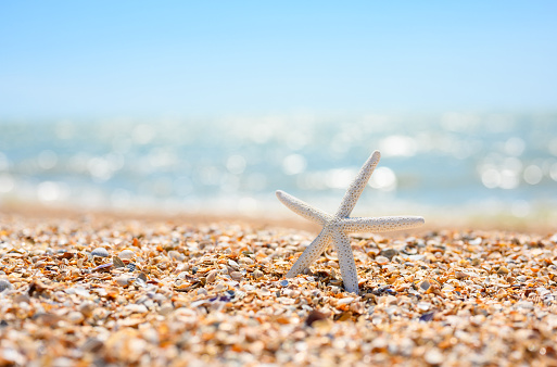A small coral coloured starfish located on a sandy beach in the centre of the image