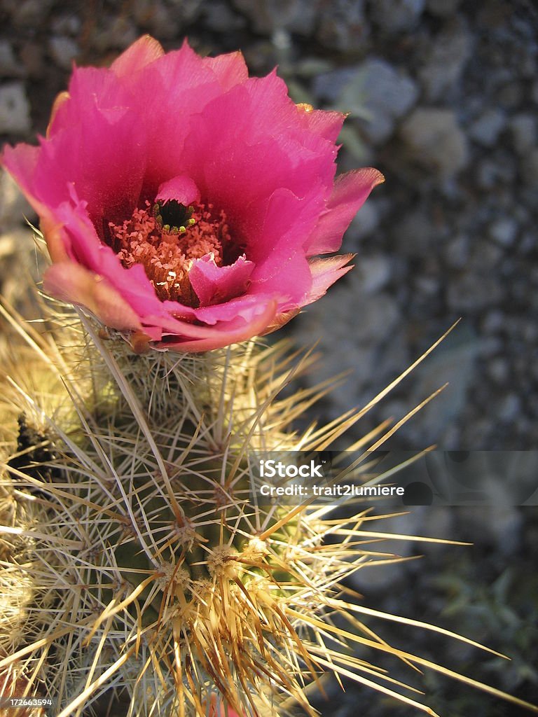 Blooming cactus - Lizenzfrei Organ Pipe Cactus National Monument Stock-Foto