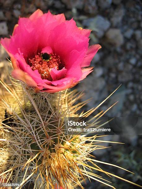 Блюминг Кактус — стоковые фотографии и другие картинки Organ Pipe Cactus National Monument - Organ Pipe Cactus National Monument, Аризона - Юго-запад США, Без людей