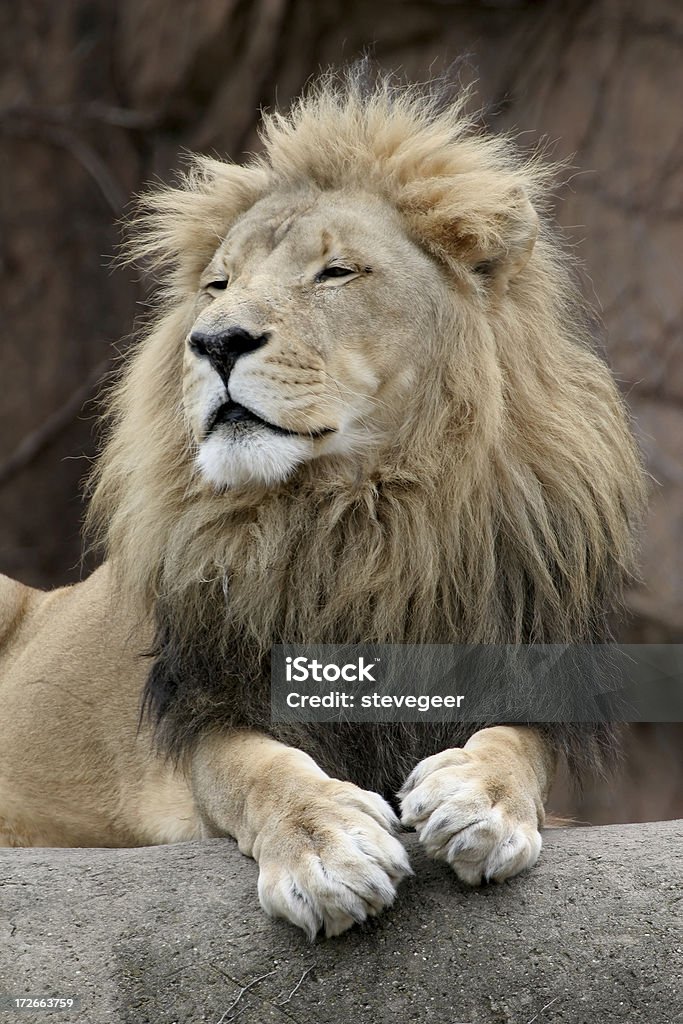 Regal lew - Zbiór zdjęć royalty-free (Lew - Wielki kot)