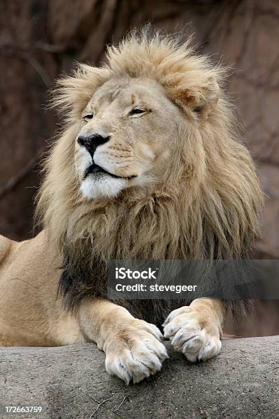 Pinceladas Leão - Fotografias de stock e mais imagens de Leão - Leão, Animal, Animal macho