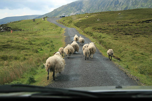 Sheep blocking the street in front of our car in Ireland.For more images from Ireland click below: