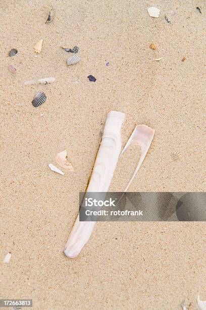 Scheidenmuschel Stock Photo - Download Image Now - Razor Clam, Animal Shell, Backgrounds