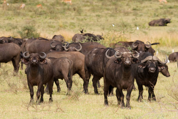 istock Buffaloes in Murchison Falls NP 172663828