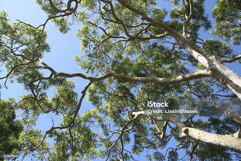 Gum Tree - Photo de Eucalyptus libre de droits