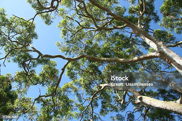 Photo libre de droit de Gum Tree banque d'images et plus d'images libres de droit de Eucalyptus - Eucalyptus, Australie, Arbre