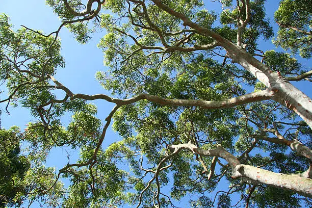 Looking up through the leaves of a eucalyptus gum tree