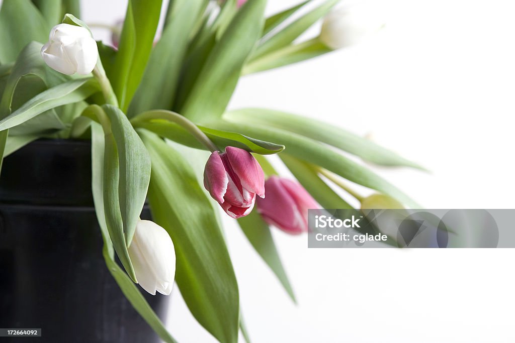 Tulipa Rosa - Foto de stock de Beleza royalty-free