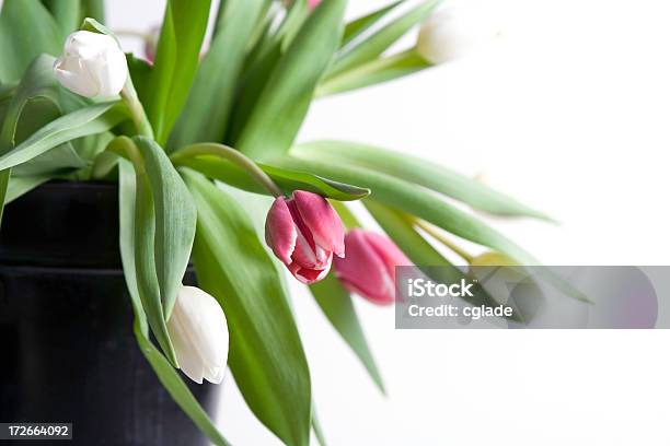 Foto de Tulipa Rosa e mais fotos de stock de Beleza - Beleza, Beleza natural - Natureza, Bouquet