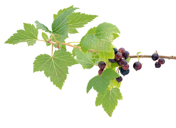 branch of blackcurrants