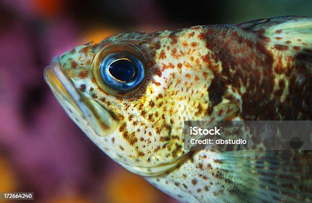 Pez De Roca Cobrizo Foto de stock y más banco de imágenes de Agalla - Agalla, Agua, Aleta - Parte del cuerpo animal