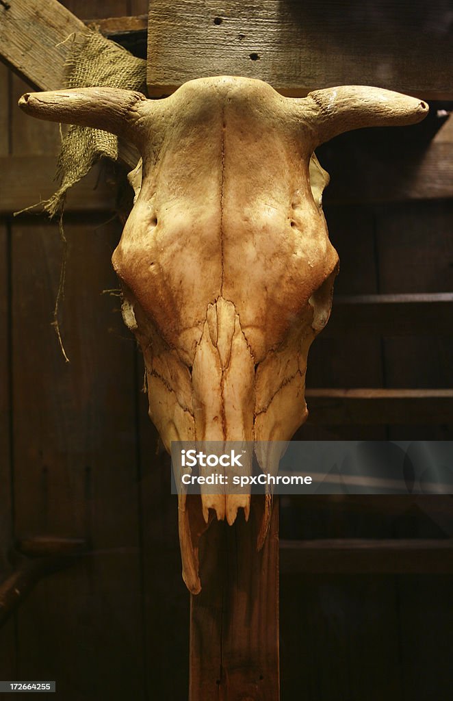 Skull Animal skull hanging on some old wood. Still Life Stock Photo