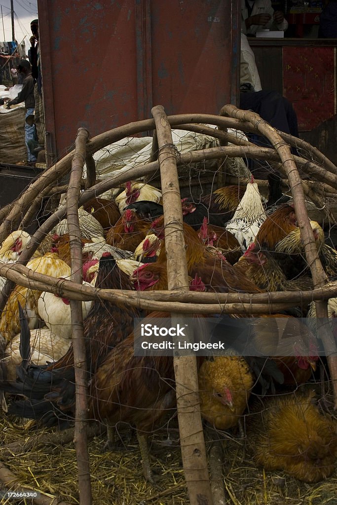 Pollo - Foto de stock de Adís Abeba libre de derechos