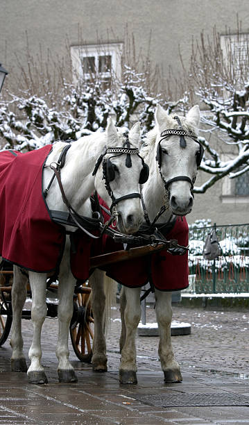 istock Salzburg Carriage Horses 172664349