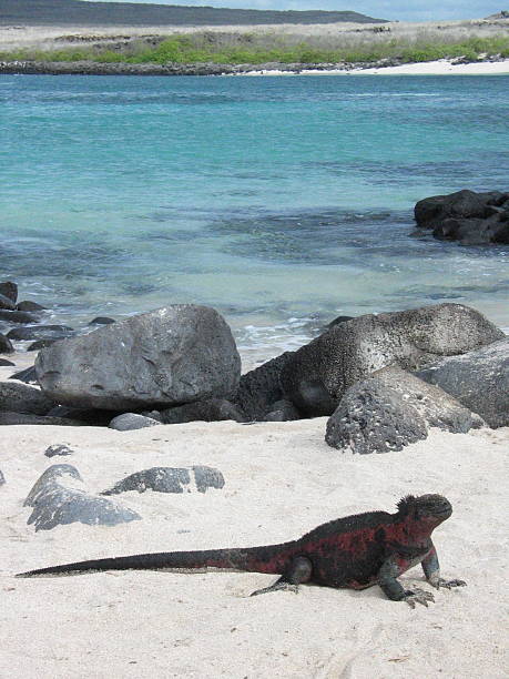 istock Red Galapagos Marine Iguana 172664375