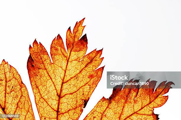 のリーフディテール - 紅葉のストックフォトや画像を多数ご用意 - 紅葉, 植物の病気, かえでの葉