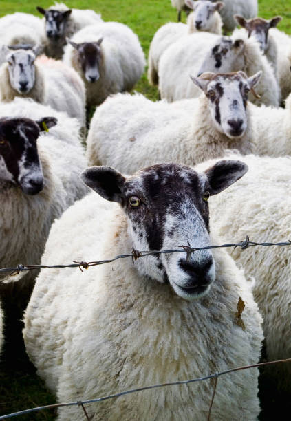 Sheep stock photo