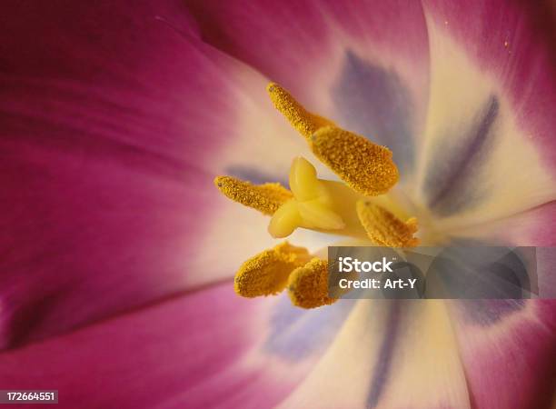 Tulipa Supermacro - Fotografias de stock e mais imagens de Amarelo - Amarelo, Antena - Equipamento de Telecomunicações, Dentro