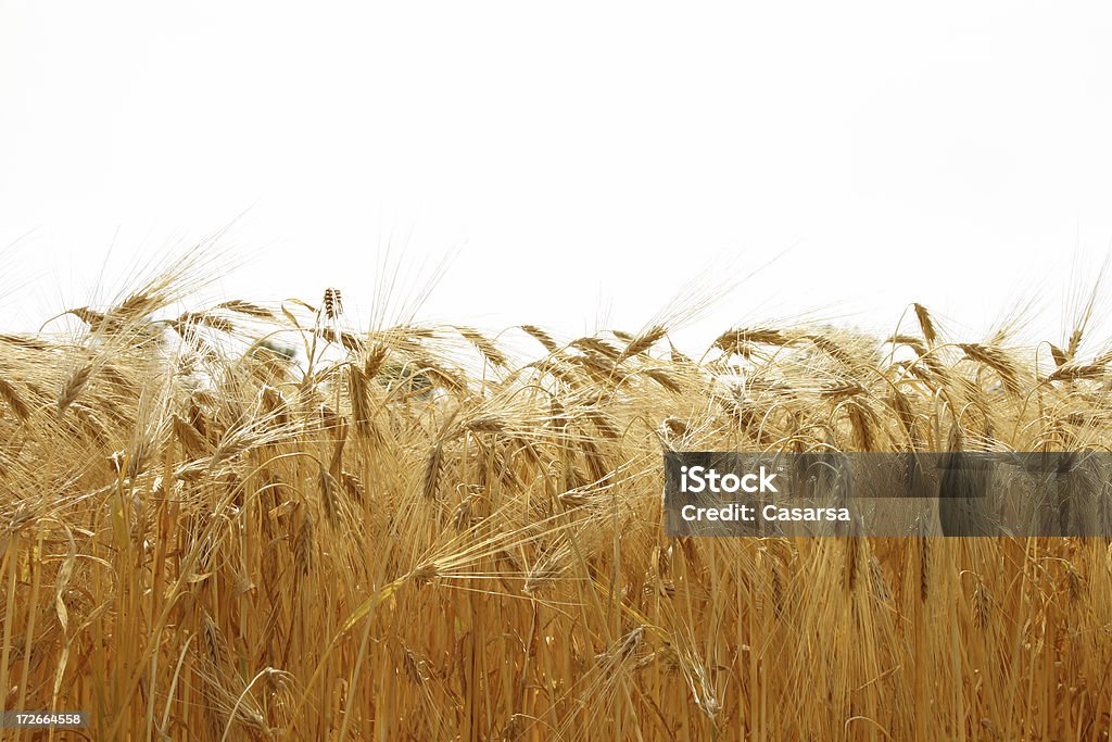 Campo de trigo - Foto de stock de Cascabillo libre de derechos